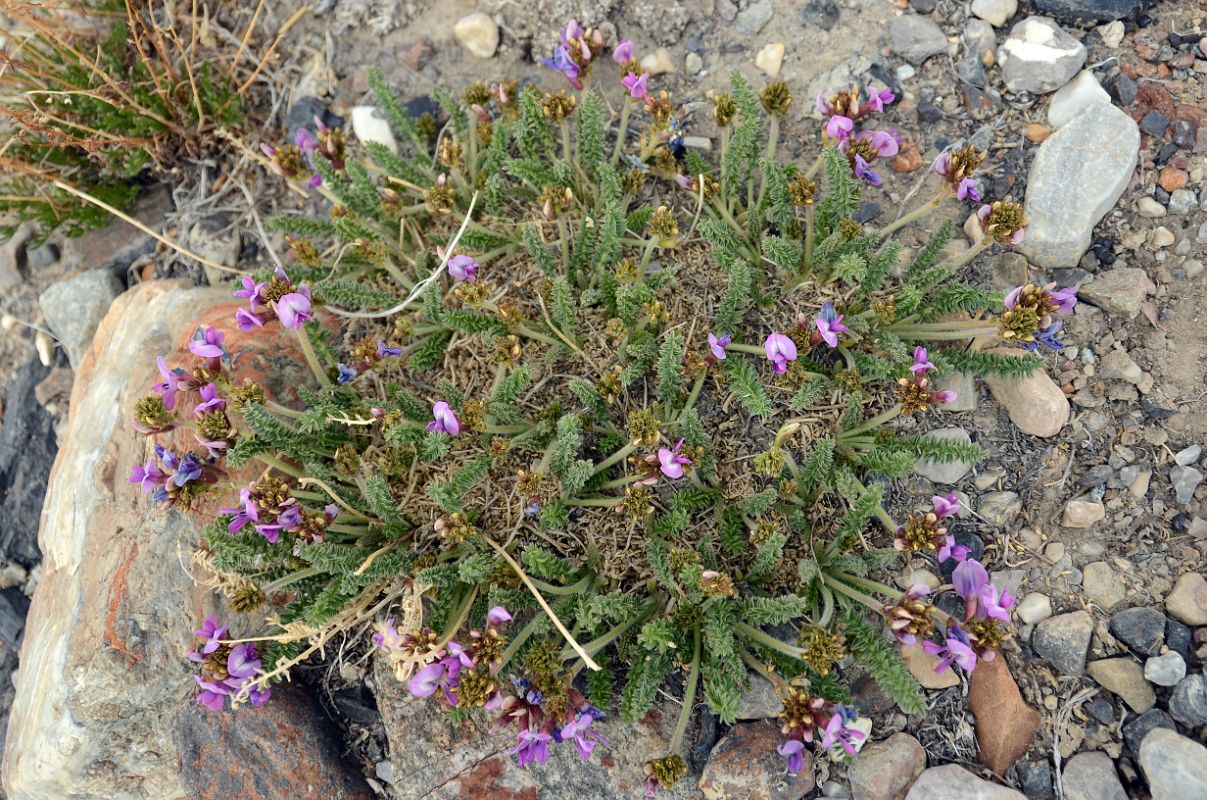 15 Purple Flowers Near Gasherbrum North Base Camp in China 